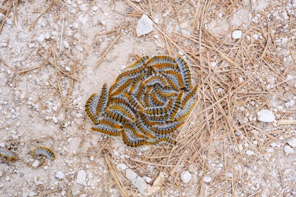 Quelques astuces pour se débarrasser des chenilles processionnaires