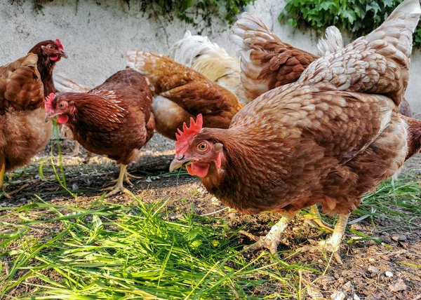 Que pouvez-vous faire des vieilles poules pondeuses de votre poulailler ?